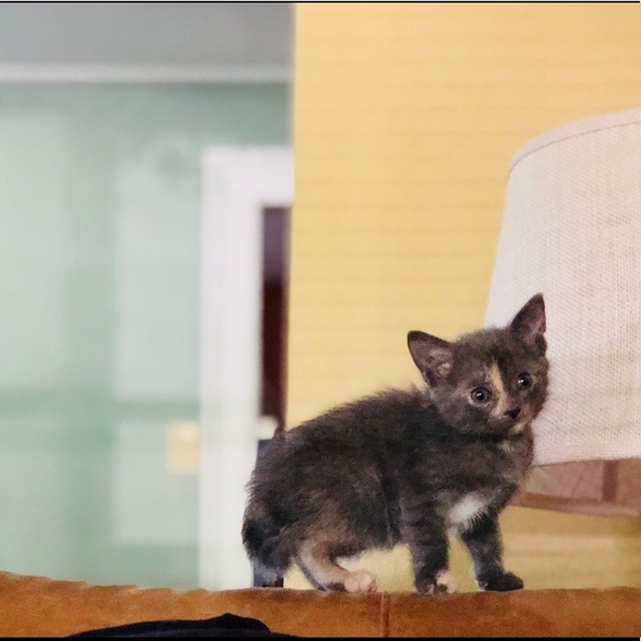 Meet your Posher, Eliza - Picture 2 of 2